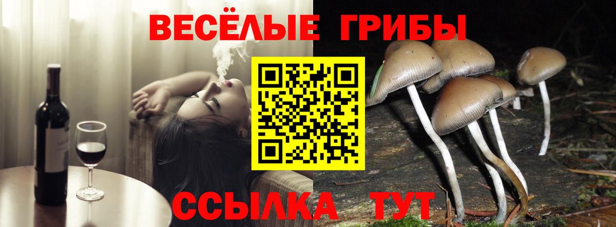 Псилоцибиновые грибы Cubensis  хочу   Белореченск  Вход с VPN 